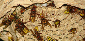 Tổ ong vò vẽ (ảnh): về thiết bị của chúng và cách loại bỏ chúng một cách chính xác và an toàn