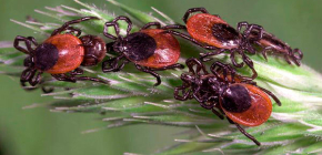 Kẻ thù tự nhiên của bọ ve: kẻ ăn chúng