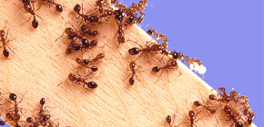 Apartmanda karıncalar için etkili zehir