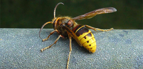 Tổng quan về các biện pháp khắc phục hiệu quả nhất chống lại ong bắp cày và ong bắp cày