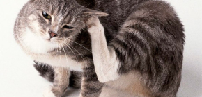 Средства за премахване на бълхи от котка у дома