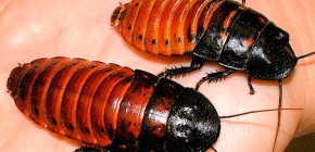 Over het leven van sissende kakkerlakken in Madagaskar en hun onderhoud thuis