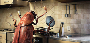 От какво се страхуват хлебарки и как да се справят с тях