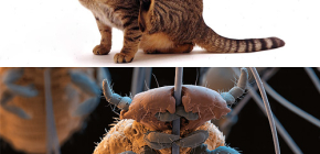 Adakah kucing mempunyai kutu dan bagaimana untuk membuang parasit kecil dari rambut haiwan kesayangan