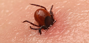 Tại sao vết cắn của bọ ve lại nguy hiểm đối với con người