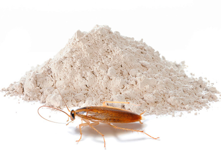 Pulver för att förstöra kackerlackor: en översikt över effektiva medel