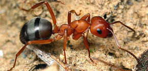كيف يجد النمل طريقه إلى موطنه عش النمل