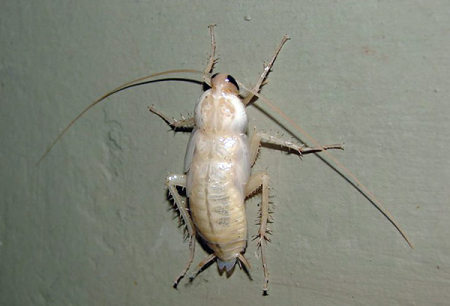 Witte kakkerlakken in het appartement - wat voor soort albino's zijn het?