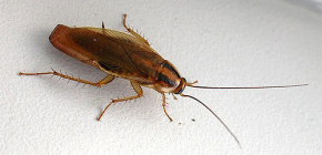 Gli scarafaggi possono mordere gli esseri umani?