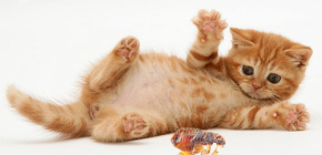 Hoe een kitten van vlooien te ontdoen: tips voor behandeling en preventie