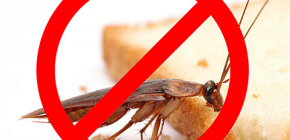 Pemusnahan serangga: petua berguna dan nuansa penting