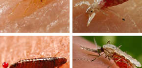 Những loại côn trùng hút máu có thể được tìm thấy trên giường hoặc ghế sofa