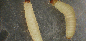 Larva rama-rama dalam foto dan kaedah menanganinya