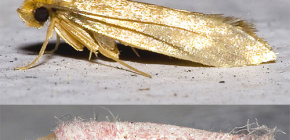 Moth: foton av olika arter av denna insekt