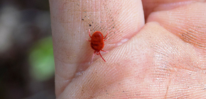 Röda fästingar (rödbaggar) och deras fara för människor