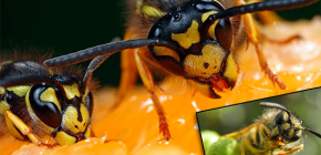 Ong bắp cày thường ăn gì và chúng có ăn thịt không?