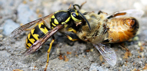 Methoden voor het omgaan met wespen in de bijenstal: hoe bijen te redden van aanvallen