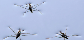 Thông tin chi tiết về cuộc sống của bọ rệp nước