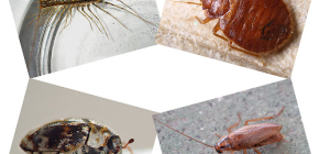 Những loại côn trùng trong nước có thể được tìm thấy trong nhà ở của con người: ký sinh trùng và động vật gây hại
