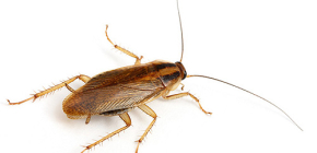 Foto van verschillende soorten binnenlandse kakkerlakken