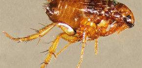 Tại sao bọ chét lại nguy hiểm cho con người?