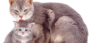 Vlooiendruppels voor katten en kittens