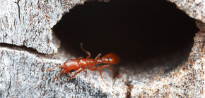 Berapa lama semut biasanya hidup dan bagaimana mereka hidup di bukit semut