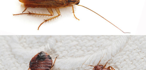 O značajkama uništavanja stjenica i žohara