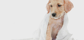 Introductie van vlooienshampoos voor honden en puppy's