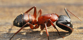 Σχετικά με τα μυρμήγκια δολοφόνοι