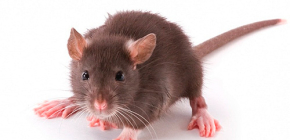Rattenvlooien in het appartement en hun beten
