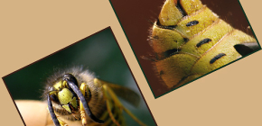 Ce este important de știut despre înțepăturile de viespe și pericolul lor pentru oameni