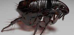 Hình ảnh về bọ chét và sự thật thú vị về cuộc sống của chúng