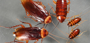 Funktioner av reproduktion av inhemska kackerlackor
