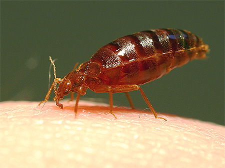 Foto di un insetto di lino