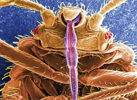 Aparatul de piercing-suge al insectei