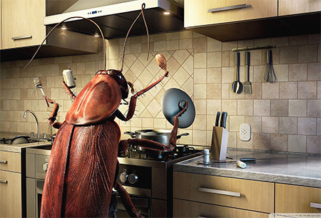 Di cosa hanno paura gli scarafaggi?
