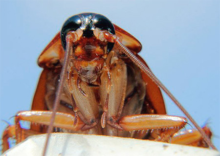Angst voor kakkerlakken