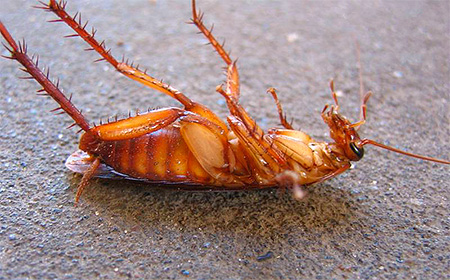 dode kakkerlak