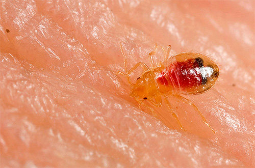 La foto mostra una larva di cimice che beve sangue