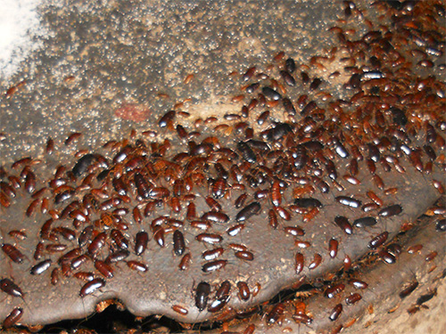 Massor av kackerlackor