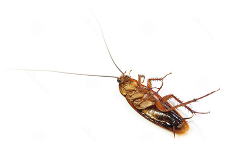 Se hai sognato uno scarafaggio morto