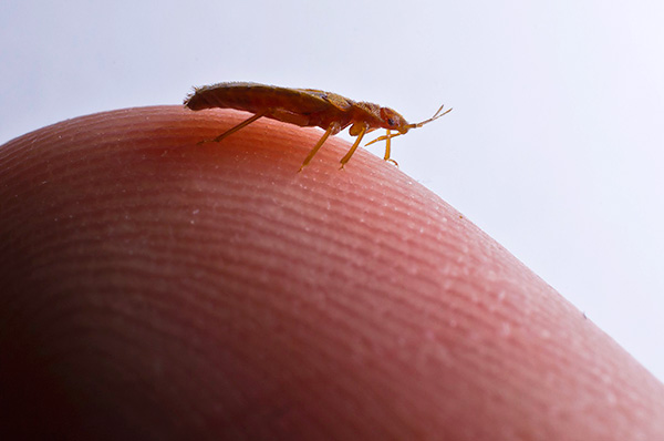 Nếu bạn chỉ nghiền nát những con bọ hoặc cố gắng thu thập chúng bằng máy hút bụi, thì cuộc chiến chống lại ký sinh trùng có thể kéo dài trong nhiều tháng ...