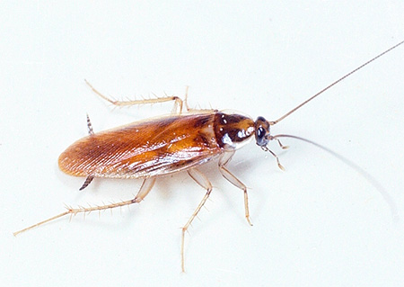 Rode kakkerlak (Pruisisch)