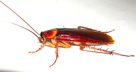 röd kackerlacka