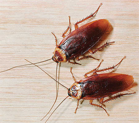 Mannelijke kakkerlakken