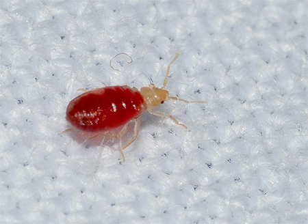 Larva unei insecte care a băut sânge