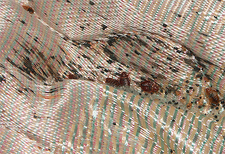 Vägglöss i vecken av madrassen