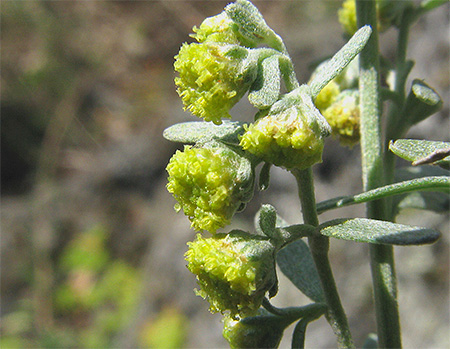 Artemisia virágok
