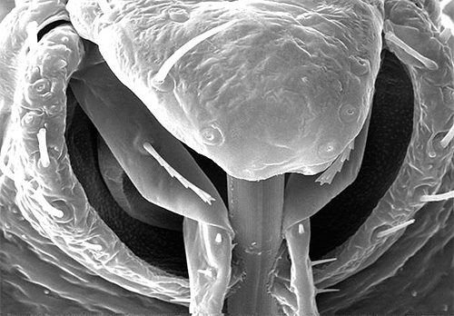 Pepijat proboscis di bawah mikroskop